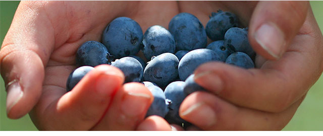 FOX 4 DFW SPECIAL: Blueberries coupon